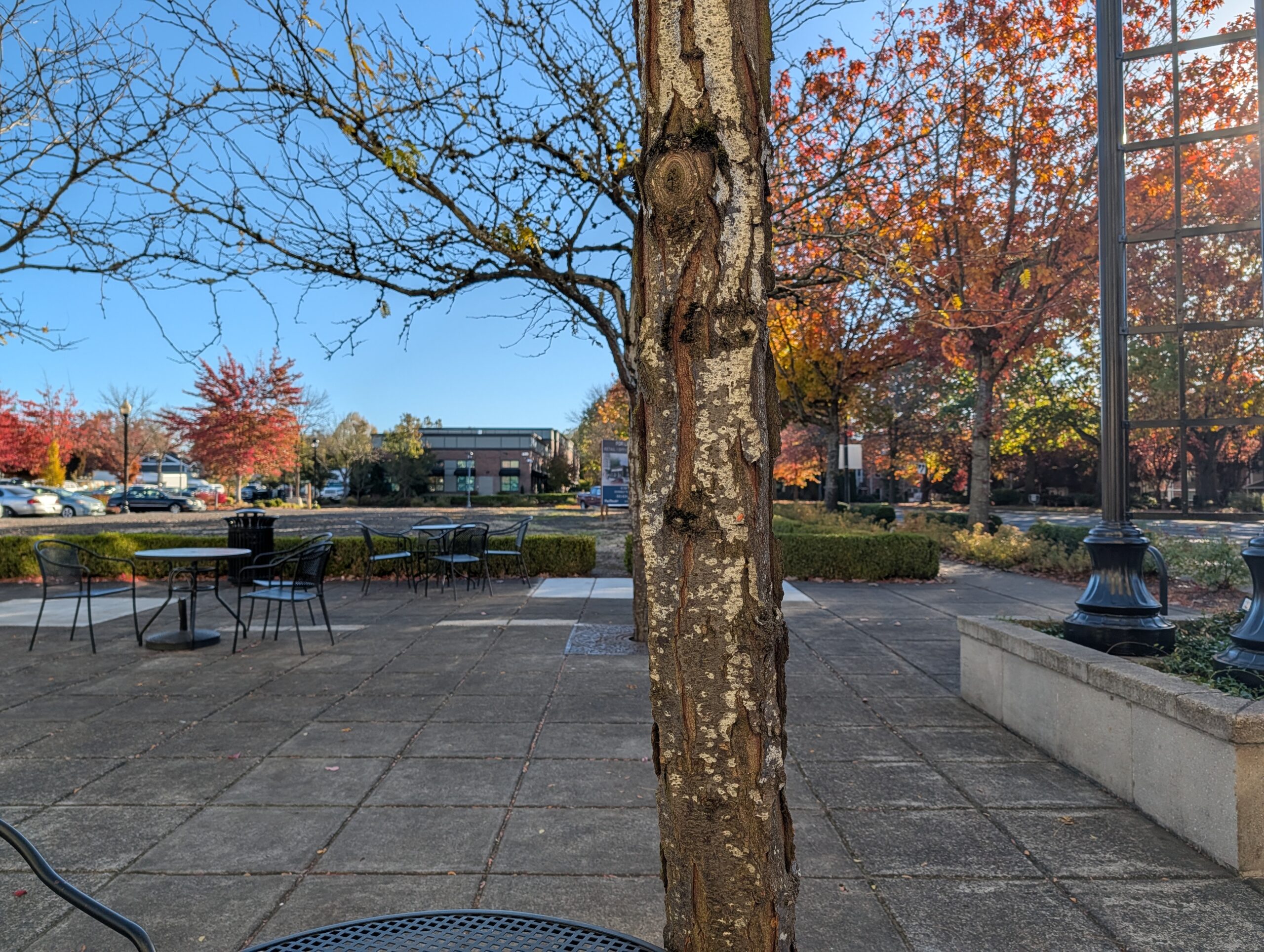 Coffee Thoughts About A Tree